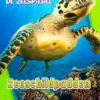 Zeeschildpadden | 9789463411288 Zeeschildpadden | 9789463411288