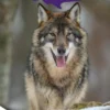 Wolven | 9789464392326