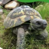 Schildpadden | 9789464396393