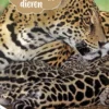 Huiden van dieren | 9789464394184 Huiden van dieren | 9789464394184