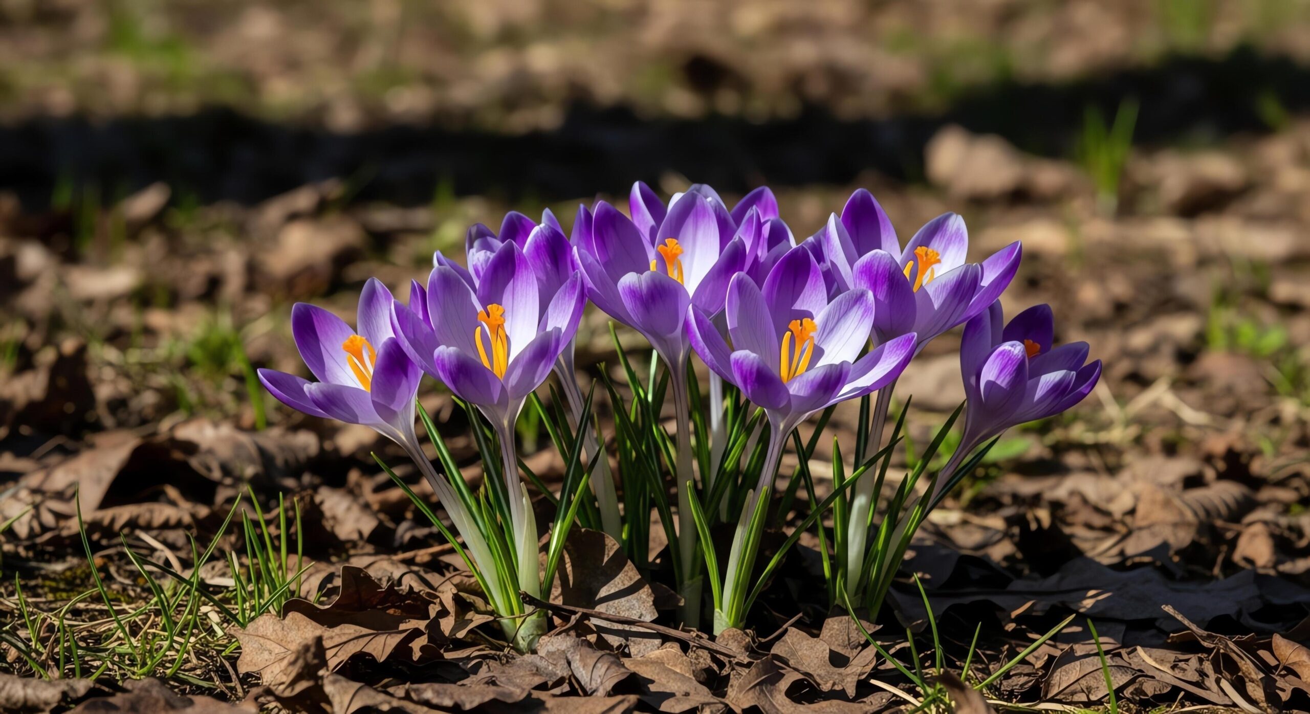 Rapunsel kinderboeken |