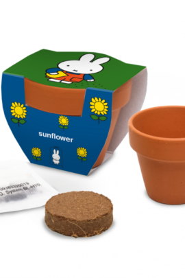 Nijntje Terracota Pot Zonnebloem.