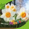 Planten | 9789463414371