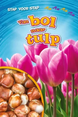 Van bol naar tulp