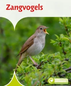 Zangvogels