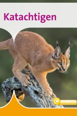 Katachtigen