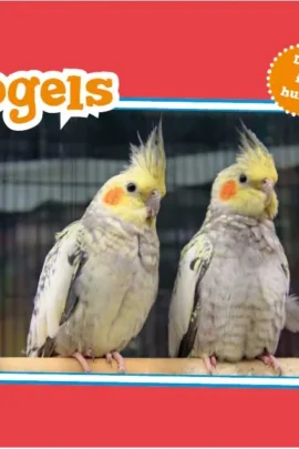 Vogels