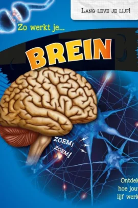 Zo werkt je brein