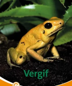 Vergif