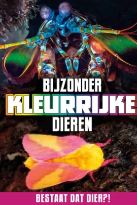 Bijzonder kleurrijke dieren