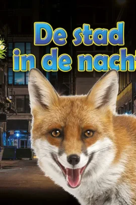 De stad in de nacht