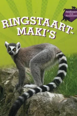 Ringstaartmaki's