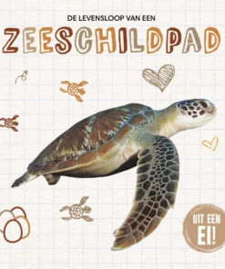 De levensloop van een zeeschildpad