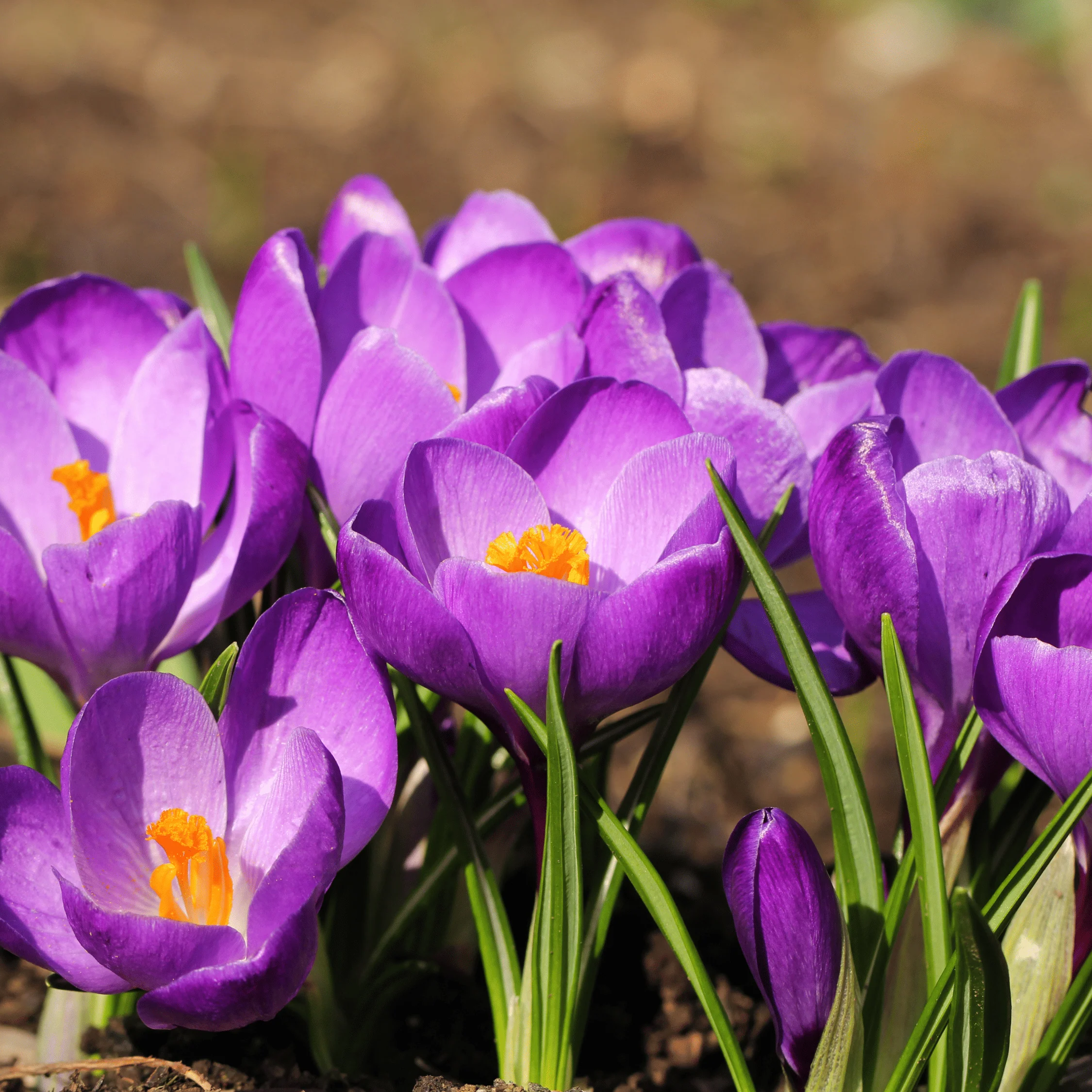 Rapunsel kinderboeken |