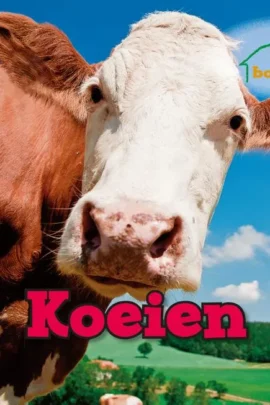 Koeien