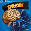Zo werkt je brein | 9789463414654