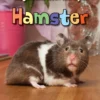 Hamster | 9789463413275 Hamster | 9789463413275