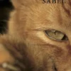 Sabel | 9789083130552 Sabel | 9789083130552