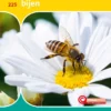 Bijen | 9789464390322