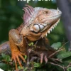 Reptielen | 9789401495882 Reptielen | 9789401495882