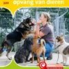 Opvang van dieren | 9789463417624