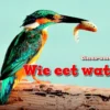 Wie eet wat? | 9789461755582