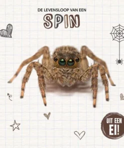 De levensloop van een spin