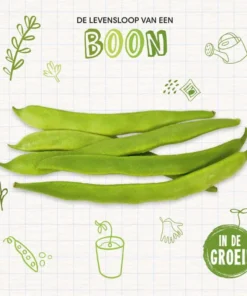 Boon