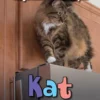 Kat | 9789463413282