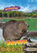 Bevers | 9789464391114