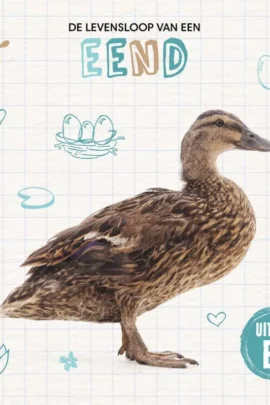 De levensloop van een eend