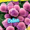 Cellen | 9789461753908