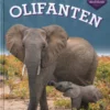 Olifanten | 9789464393828