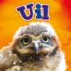 Uil | 9789463412728