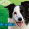 Honden | 9798893733907 Honden | 9798893733907