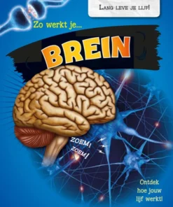Zo werkt je brein