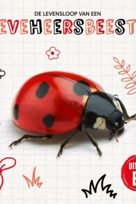 De levensloop van een lieveheersbeestje