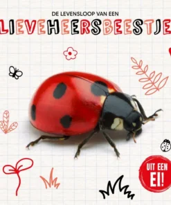 De levensloop van een lieveheersbeestje