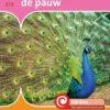 De pauw | 9789463416535