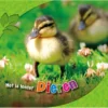 Dieren | 9789463412261