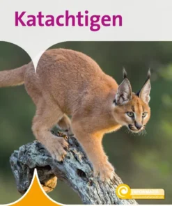 Katachtigen