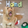 Hond | 9789463413923 Hond | 9789463413923