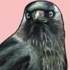 Traneninkt en vlinderschrift | 9789493265899