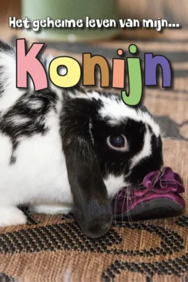Konijn