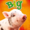 Big | 9789463414555