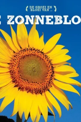 De zonnebloem