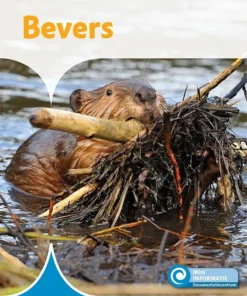 Bevers