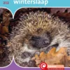 Winterslaap | 9789463416047 Winterslaap | 9789463416047