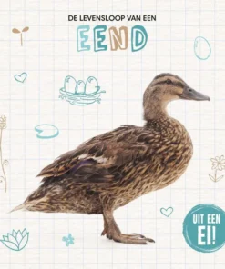 De levensloop van een eend