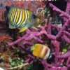 Koraalriffen | 9789464390711